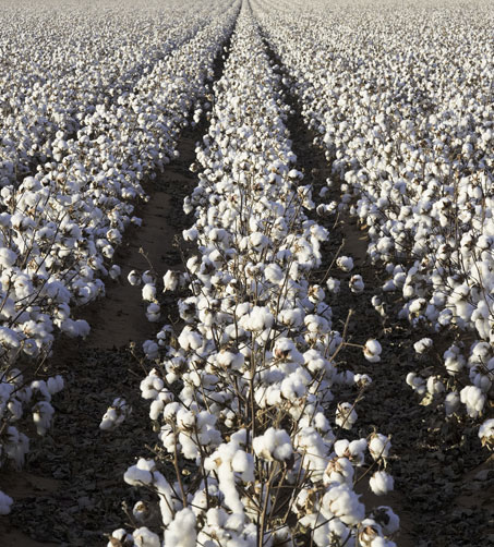 cotton