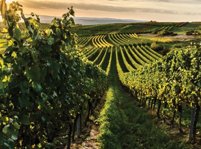 Grape_News Grape_News