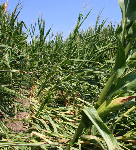 Crop-Hail Bundle Policy Crop-Hail Bundle Policy