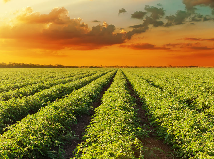 Crop Insurance Basics - Risk Mitigation and Risk Management