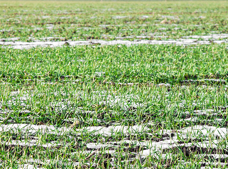 Illinois cover crop incentive